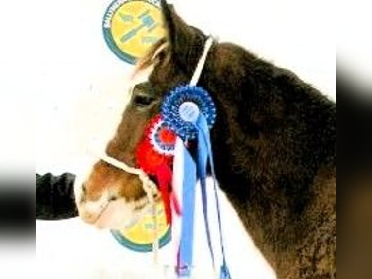 Clydesdale Étalon 2 Ans in marbury