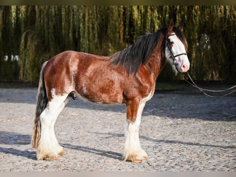 Clydesdale Étalon 3 Ans 165 cm Roan-Bay in Racot