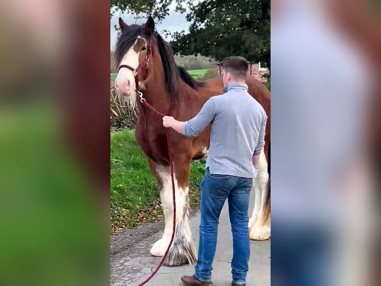 Clydesdale Étalon 3 Ans in whitegate