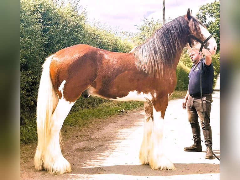 Clydesdale Étalon 3 Ans in whitegte