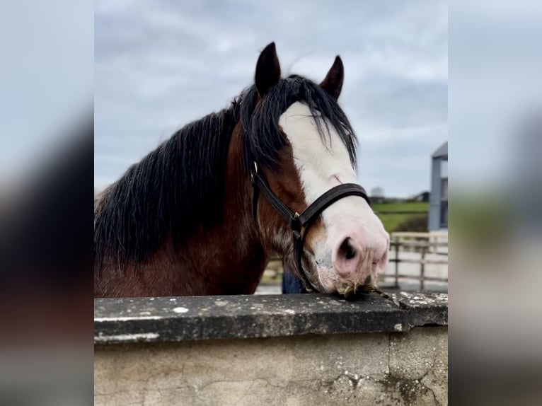 Clydesdale Étalon 4 Ans 181 cm Bai cerise in Down