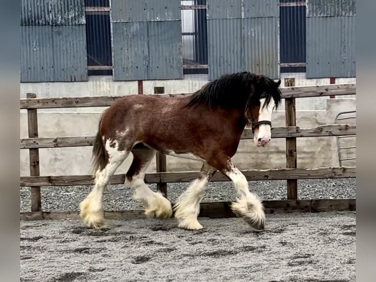 Clydesdale Étalon 4 Ans 181 cm Bai cerise in Down