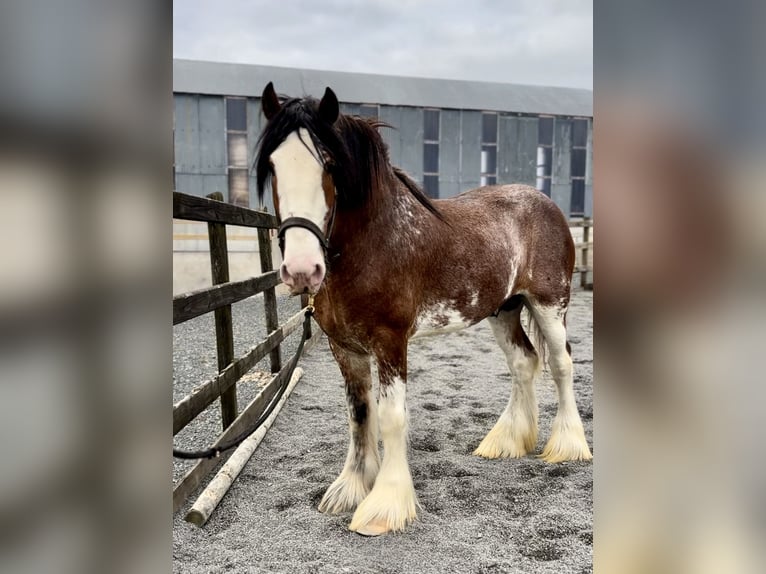 Clydesdale Étalon 4 Ans 181 cm Bai cerise in Down