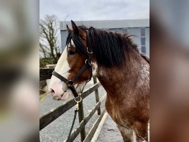 Clydesdale Étalon 4 Ans 181 cm Bai cerise in Down