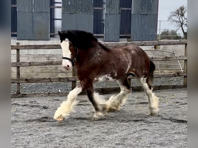 Clydesdale Étalon 4 Ans 181 cm Bai cerise in Down