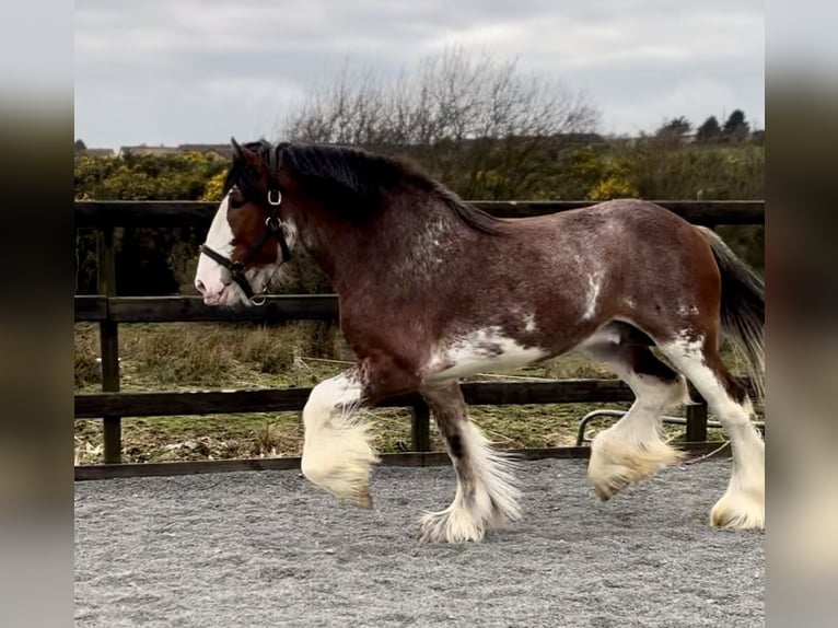 Clydesdale Étalon 4 Ans 181 cm Bai cerise in Down