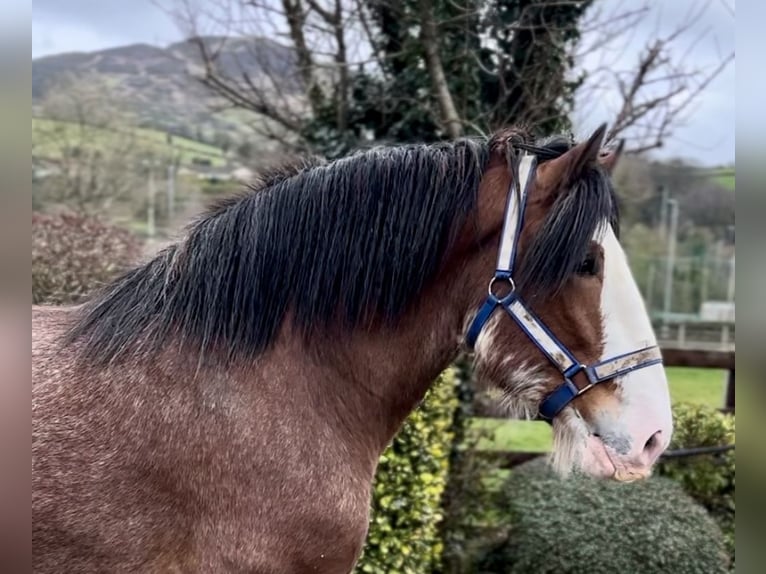 Clydesdale Étalon 4 Ans 181 cm Bai cerise in Down