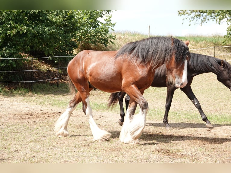 Clydesdale Étalon Bai in W&#xF6;lfersheim