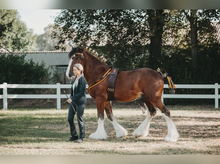 Clydesdale Étalon Bai in Wölfersheim