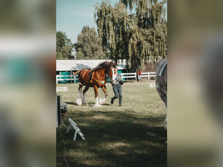 Clydesdale Étalon Bai in Wölfersheim