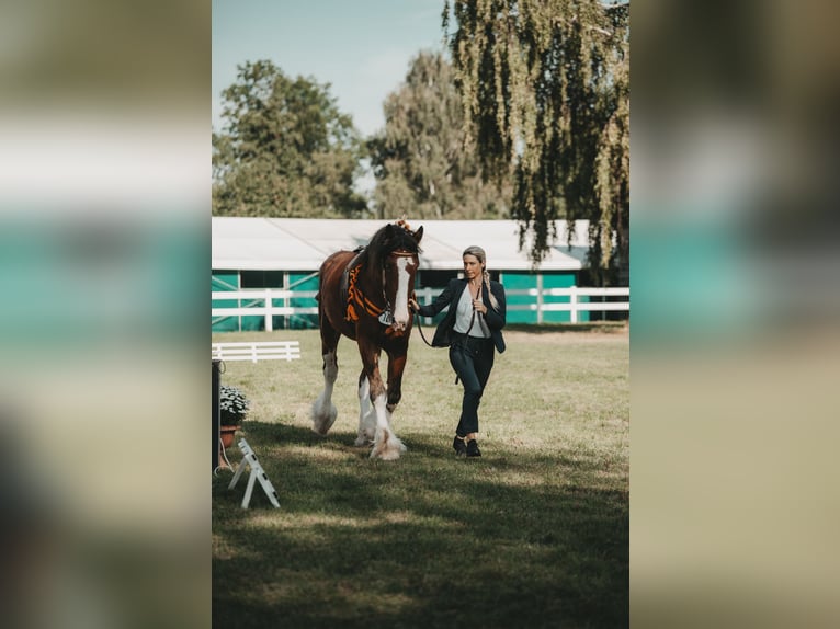 Clydesdale Étalon Bai in Wölfersheim