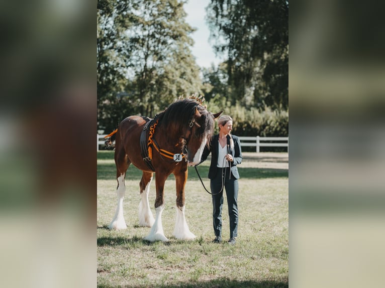 Clydesdale Étalon Bai in Wölfersheim