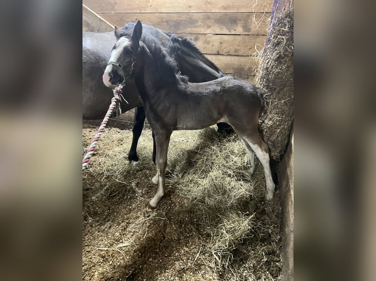 Clydesdale Croisé Étalon  163 cm Noir in Dewittville