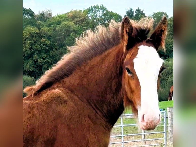 Clydesdale Étalon Poulain (06/2026)  in 2bq