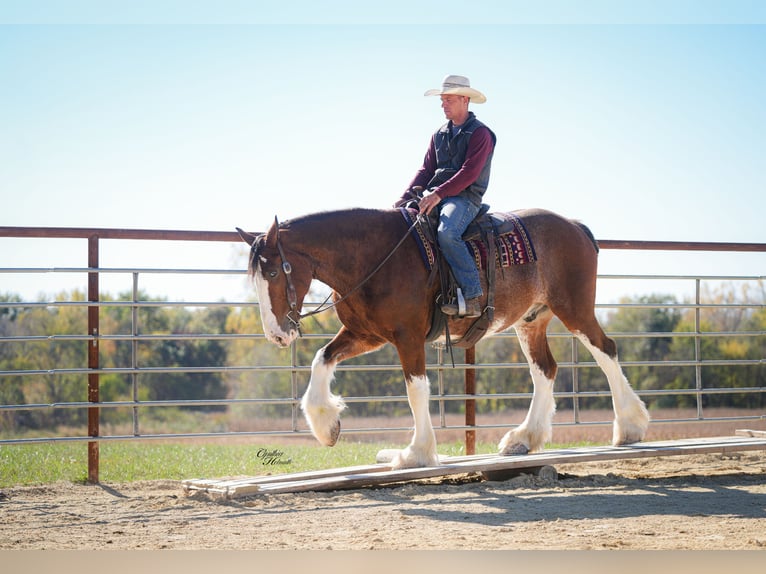 Clydesdale Gelding 10 years 17,1 hh Bay in Fairbank