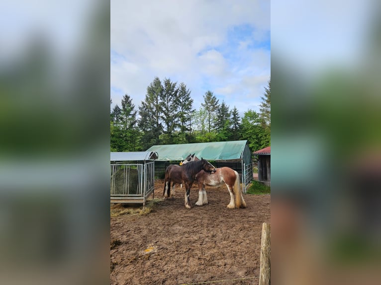 Clydesdale Gelding 10 years 18 hh  in Sachsenheim
