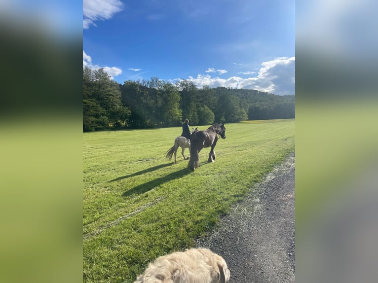Clydesdale Gelding 10 years 18 hh  in Sachsenheim
