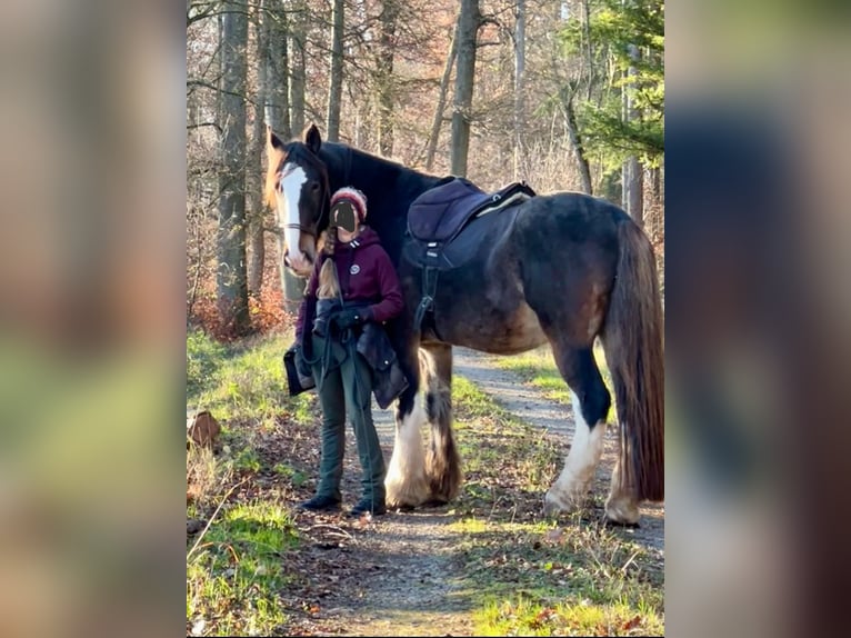 Clydesdale Gelding 10 years 18 hh  in Sachsenheim