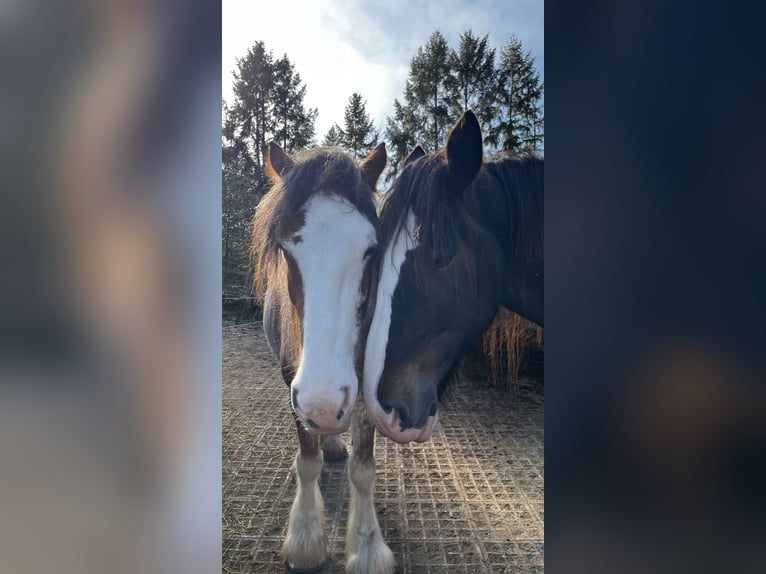Clydesdale Gelding 10 years 18 hh  in Sachsenheim