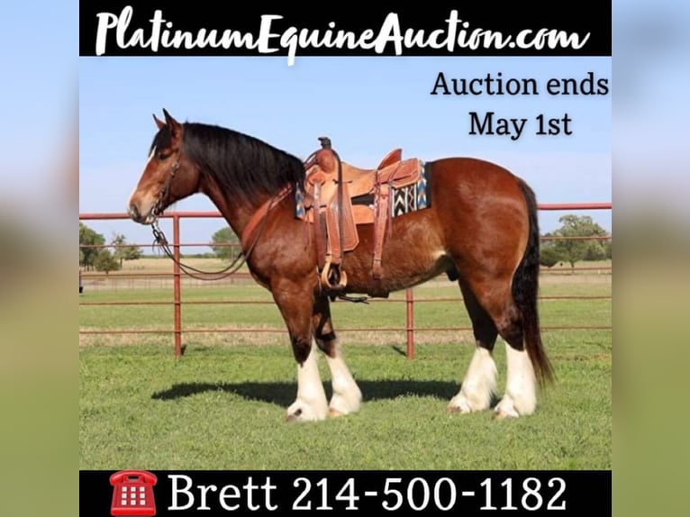 Clydesdale Gelding 11 years Bay in Grand Salene Texas