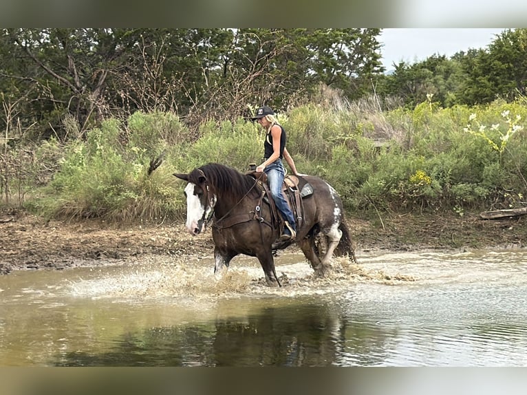 Clydesdale Gelding 11 years Brown in Weatherford