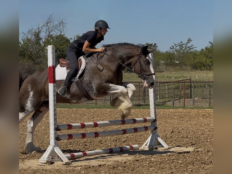 Clydesdale Gelding 11 years Brown in Weatherford