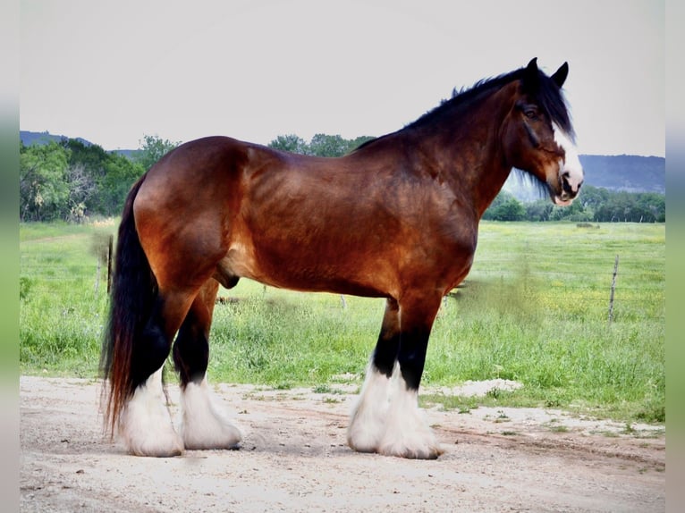 Clydesdale Mix Gelding 13 years 16,1 hh Bay in Lipan