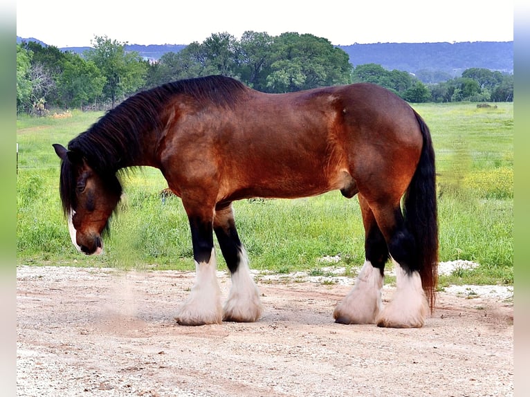 Clydesdale Mix Gelding 13 years 16,1 hh Bay in Lipan