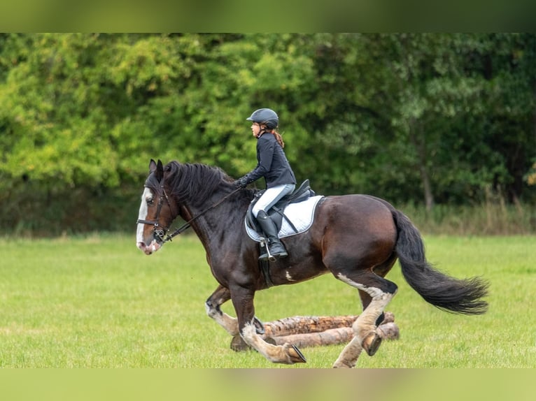 Clydesdale Gelding 18 years 17,1 hh Brown in EssenEssen