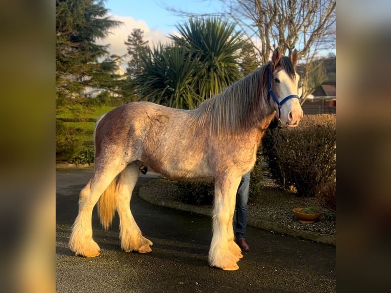 Clydesdale Gelding 2 years 16,2 hh Roan-Red in Down