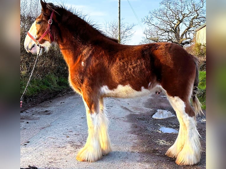 Clydesdale Gelding 2 years in marbury