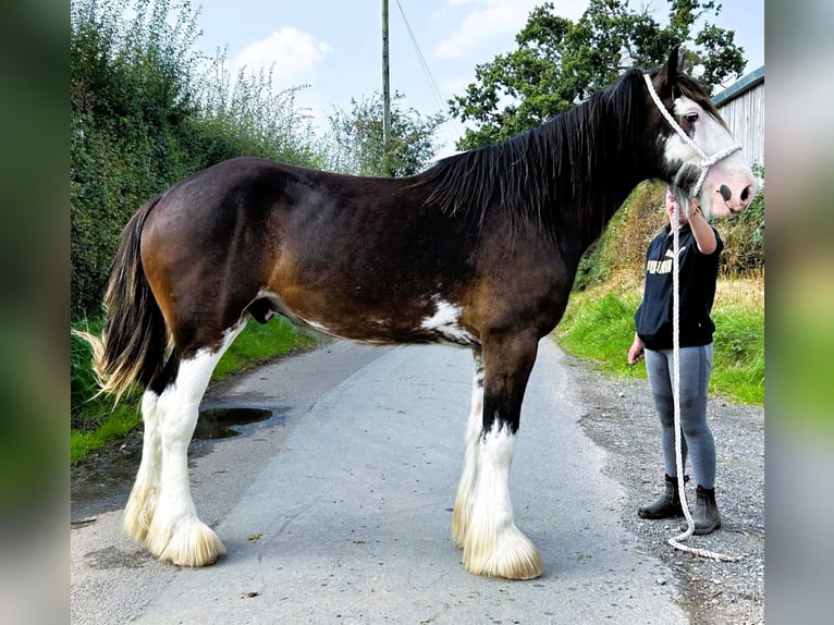 Clydesdale Gelding 2 years in marbury