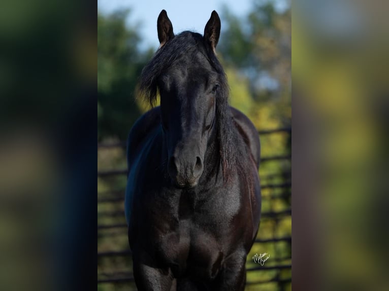 Clydesdale Mix Gelding 3 years 15,3 hh Black in Rush City, MN
