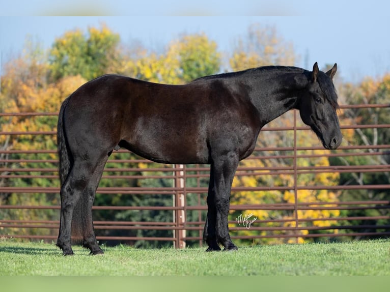 Clydesdale Mix Gelding 3 years 15,3 hh Black in Rush City, MN