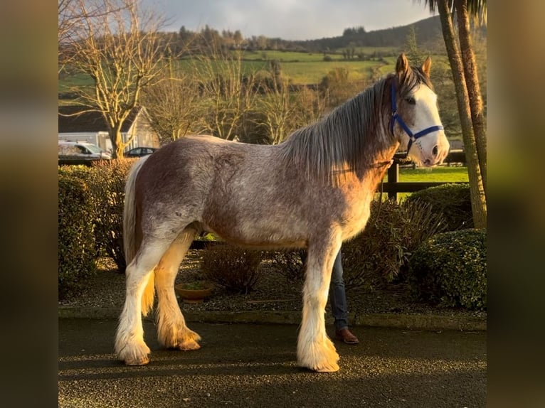 Clydesdale Gelding 3 years 16,2 hh Roan-Red in Down