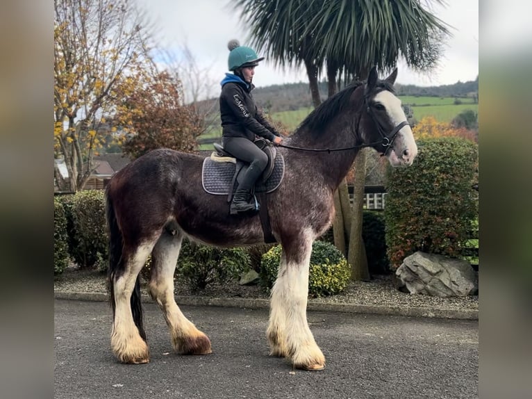 Clydesdale Gelding 3 years 17,3 hh in Down