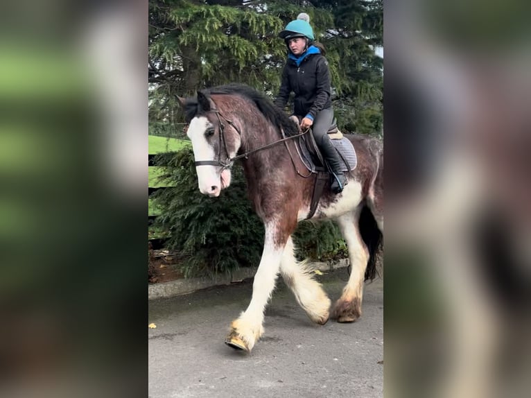 Clydesdale Gelding 3 years 17,3 hh in Down