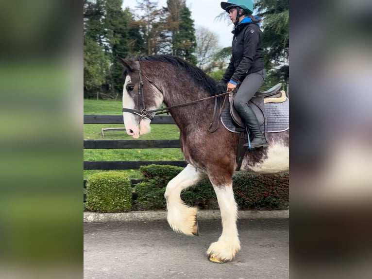 Clydesdale Gelding 3 years 17,3 hh in Down