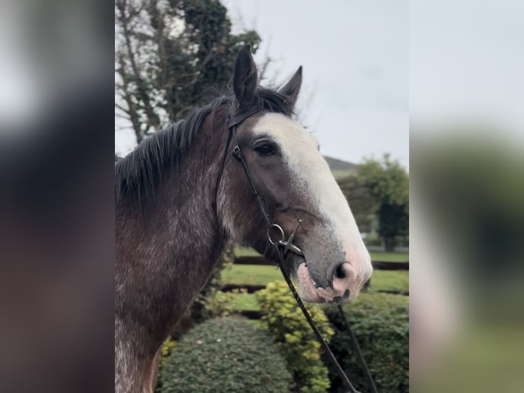 Clydesdale Gelding 3 years 17,3 hh in Down