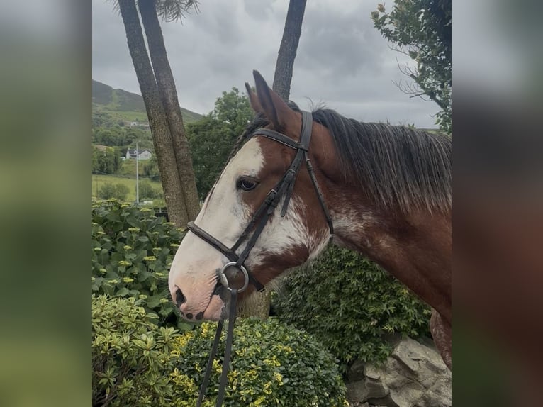 Clydesdale Gelding 4 years 16.2 hh Bay in Newry