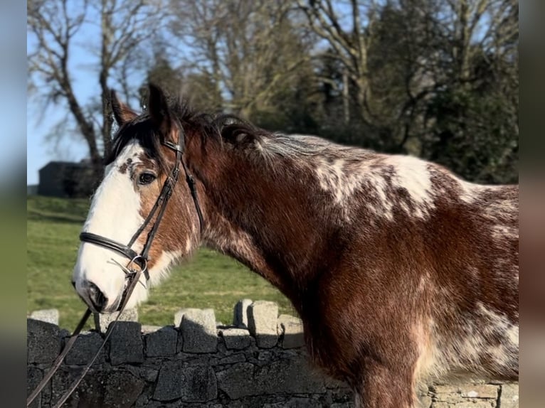 Clydesdale Gelding 4 years 16,2 hh Bay in Newry