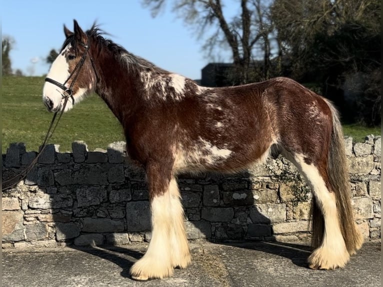 Clydesdale Gelding 4 years 16,2 hh Bay in Newry
