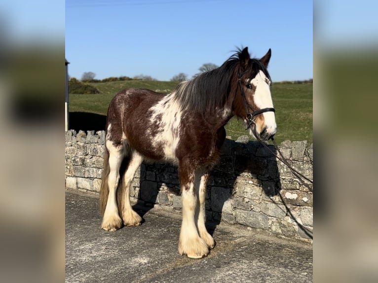 Clydesdale Gelding 4 years 16,2 hh Bay in Newry