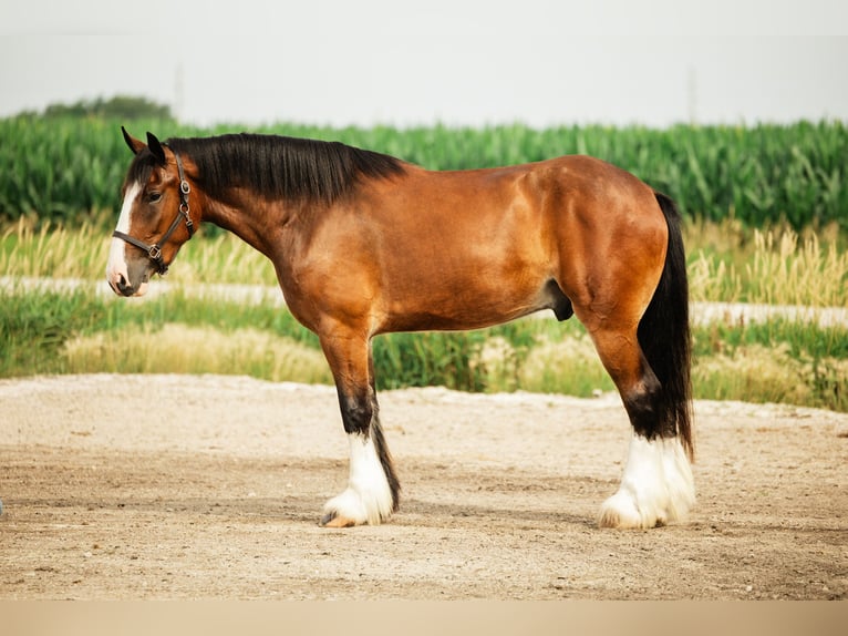 Clydesdale Mix Gelding 4 years 16 hh Bay in Cambridge