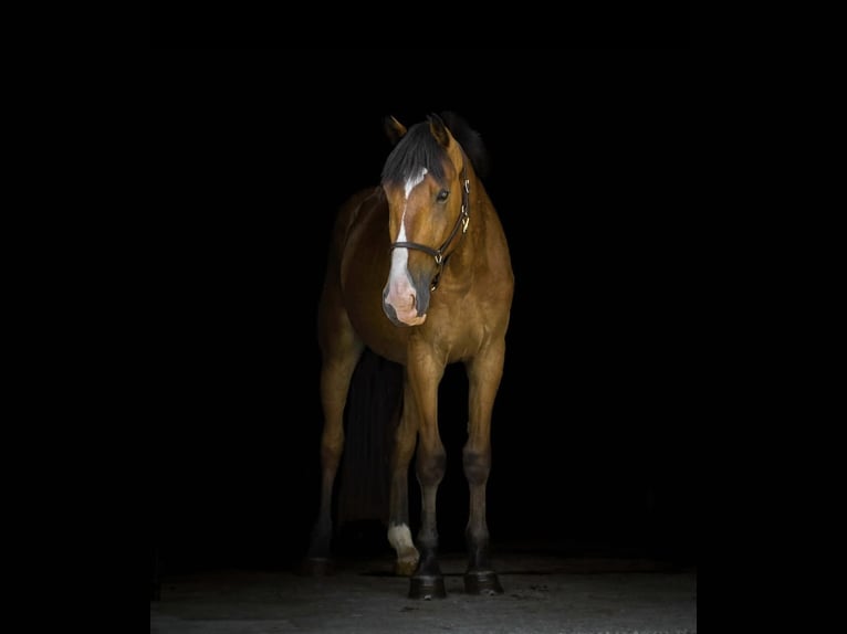 Clydesdale Mix Gelding 4 years 16,1 hh Bay in Street