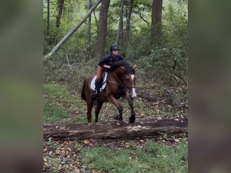 Clydesdale Mix Gelding 4 years 16,1 hh Bay in Street