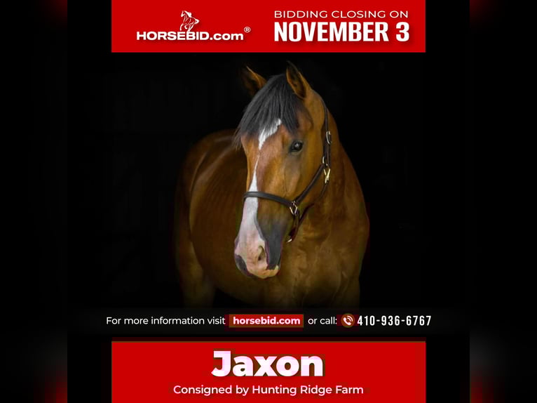 Clydesdale Mix Gelding 4 years 16,1 hh Bay in Street