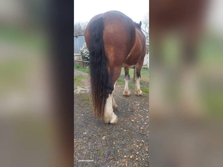 Clydesdale Gelding 5 years 15,2 hh Bay in Queaux
