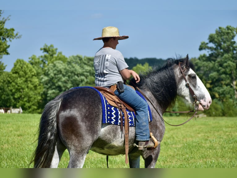 Clydesdale Gelding 5 years 16,1 hh Roan-Blue in Crab Orchard, KY