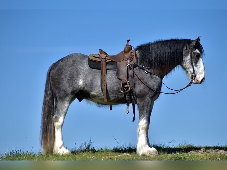 Clydesdale Gelding 5 years 16,1 hh Roan-Blue in Crab Orchard, KY